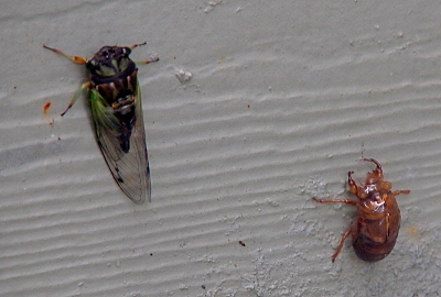 [The cicada is on the left and a brownish glossy shell which looks like another creature is on the right. Both are stuck to the wall. The shell is just the body and feet.]
